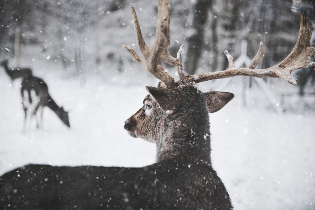 Tips for Shooting Better in Winter Weather