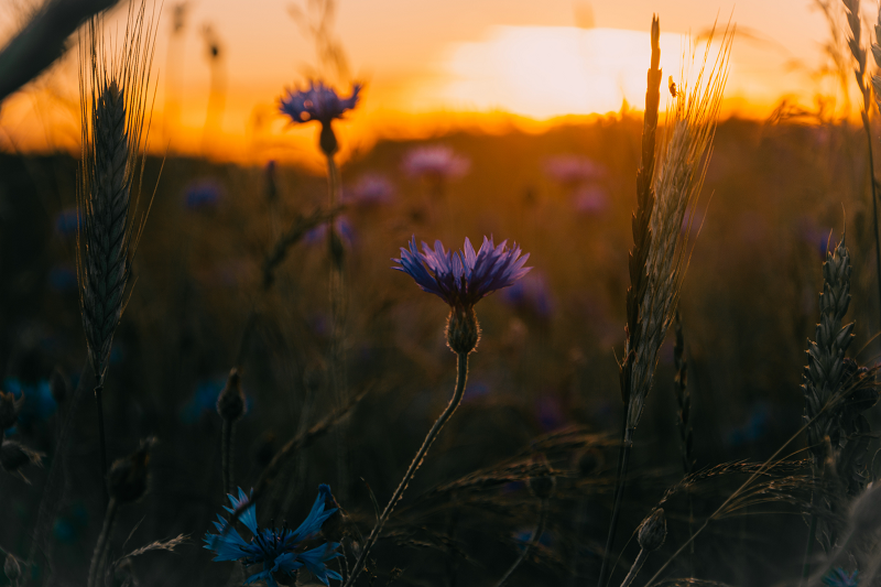 Capturing Beautiful Golden Hour Photos