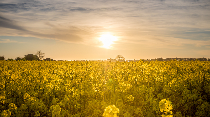 Capturing Beautiful Golden Hour Photos