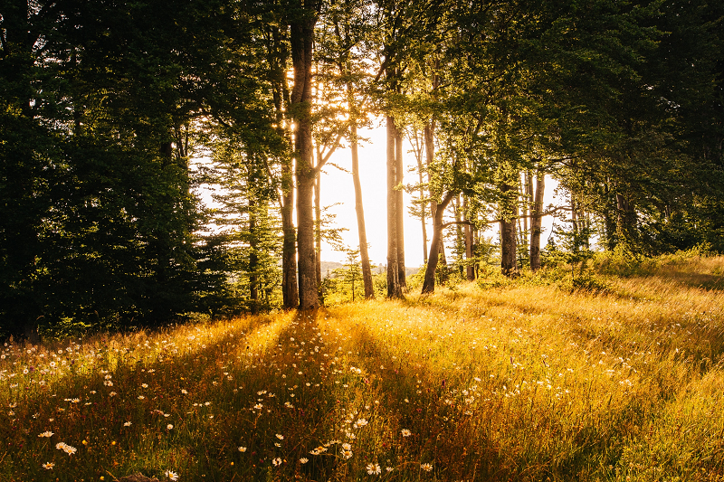 Capturing Beautiful Golden Hour Photos