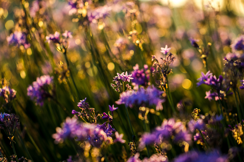 Capturing Beautiful Golden Hour Photos