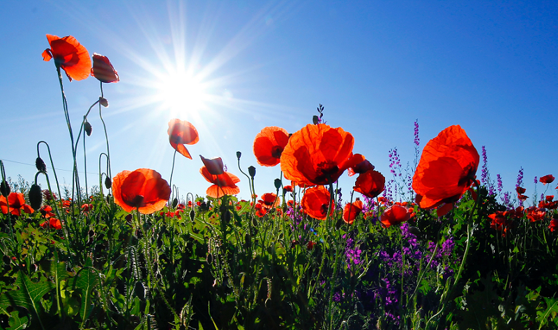 Tips for Taking Beautiful Summertime Landscape Photos