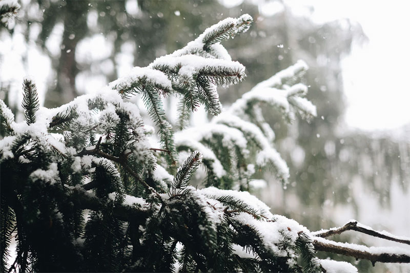 Snowy Tree