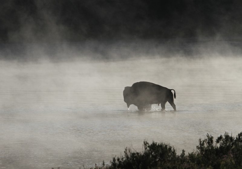 Wildlife in Landscape Photography