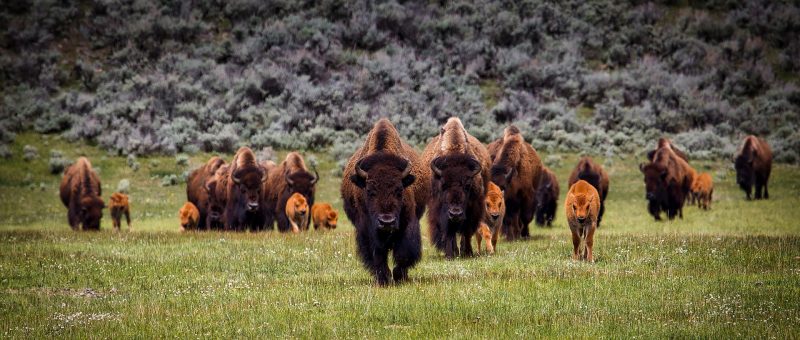 Wildlife in Landscape Photography