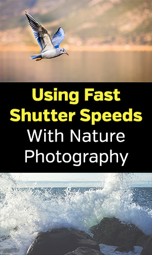 Using Fast Shutter Speeds with Nature Photography