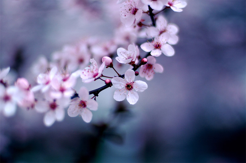 Tree Blossoms