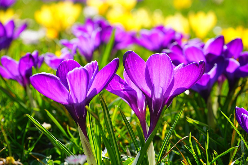 Spring Flower Photography