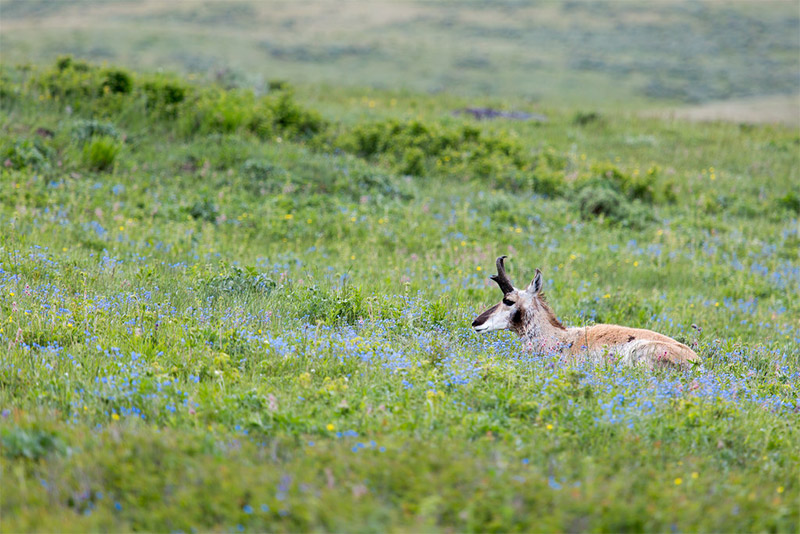 Spring Wildlife Photography