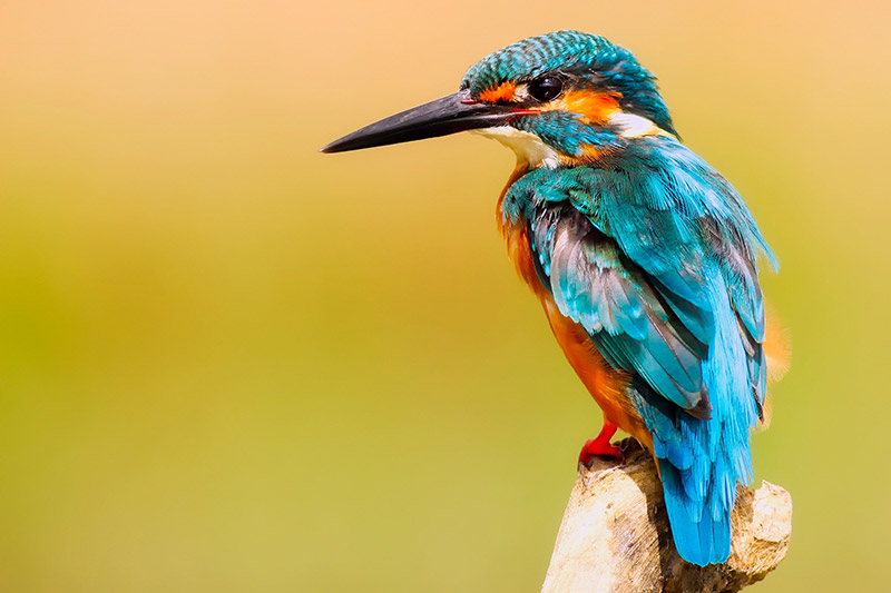 Bird Photography in Spring