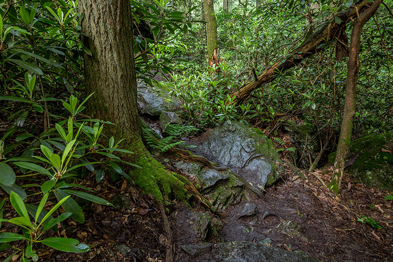 Spring Forest