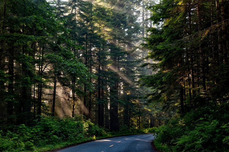 How to Take Beautiful Photos in the Forest