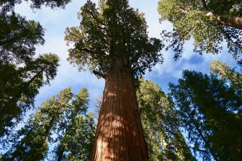 How to Take Beautiful Photos in the Forest