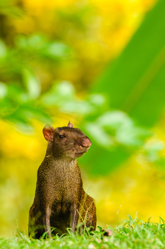 Central American Agouti [Dasyprocta punctata] foraging; Gamboa, Panama