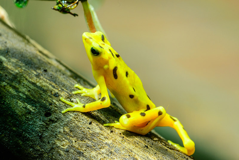 Panamanian Golden Frog [Atelopus zeteki], critically endangered frog; , reproductive facility; El Valle Amphibian Conservation Center, El Valle, Panama