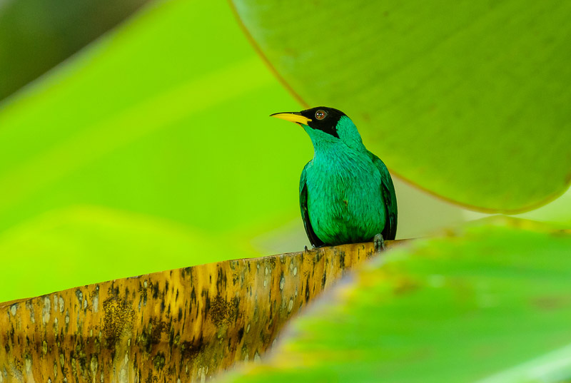 Green Honeycreeper [Chlorophanes spiza] male; Gamboa, Panama