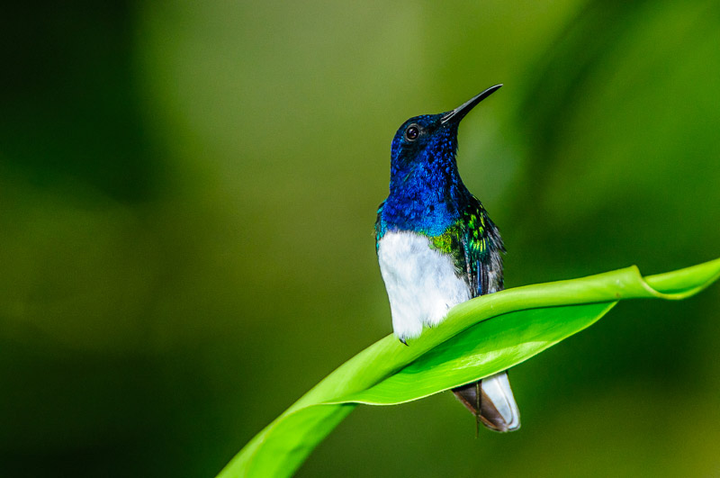 White-necked Jacobin [Florisuga mellivora] male; Soberania National Park, Panama