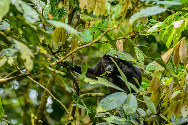 Mantled Howler Monkey [Allouata palliata] adult browsing canopy; Soberania National Park, Panama