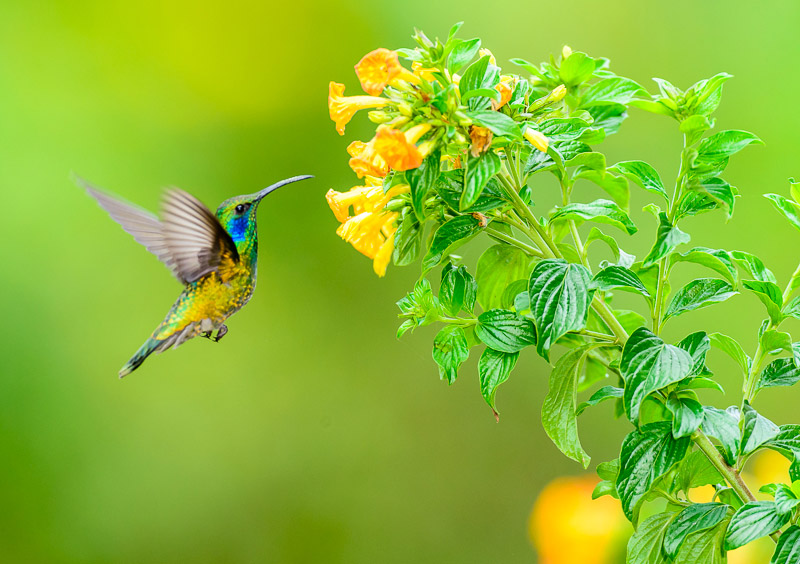 Green Violet-ear Hummingbird [Colibri thalassinus] nectaring; Bajo Grande, Cerro Punta, Panama