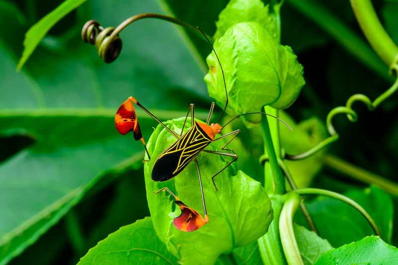 Flag-footed Bug [Anisocelis flavolineata] on Passionfruit vine; Casa Mariposa, Santa Fe, Panama