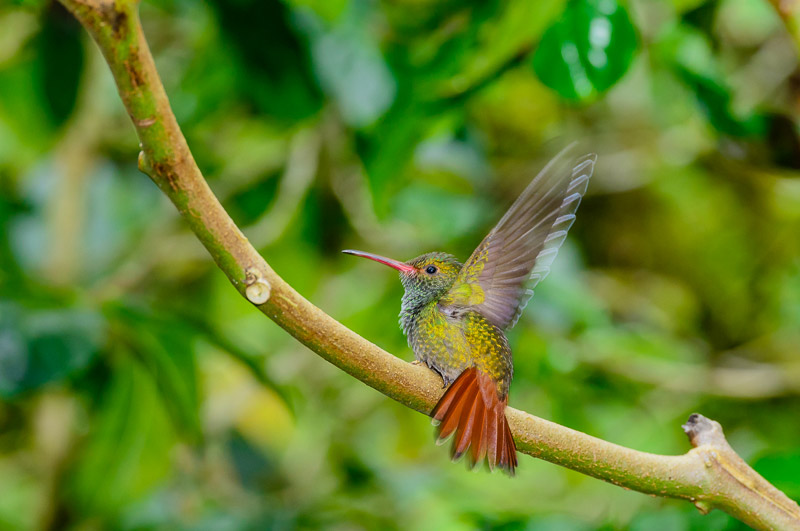 Rufous-tailed Hummingbird [Amazillia tzacatl]; Nueva Suiza, Panama