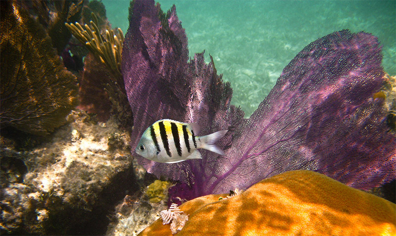 Guide to Photographing Dry Tortugas National Park