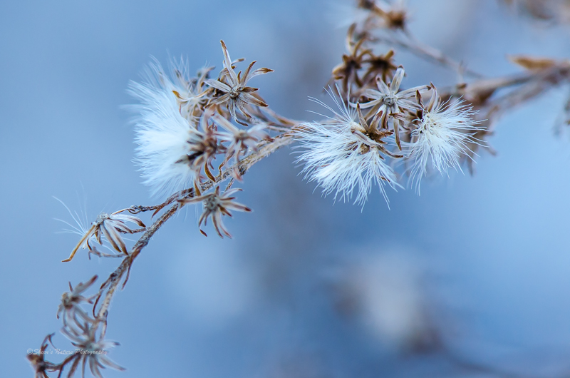 Winter Photography with a Chill