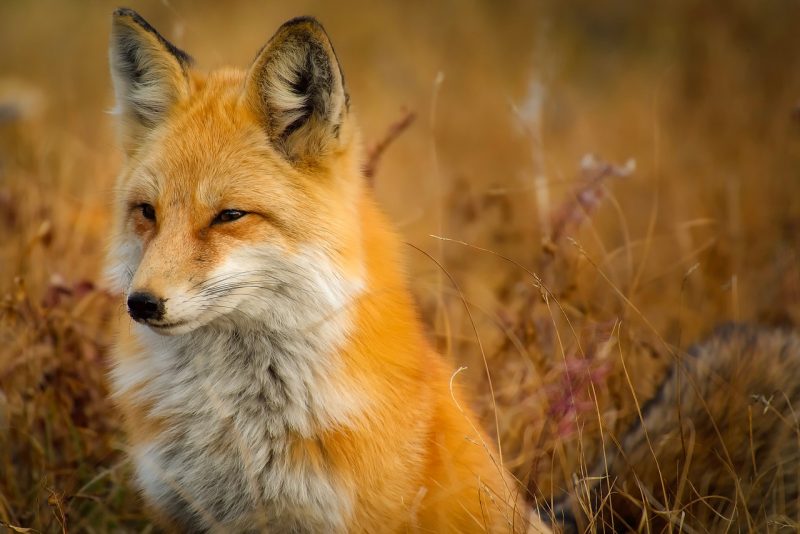 Using Negative Space in Nature Photography