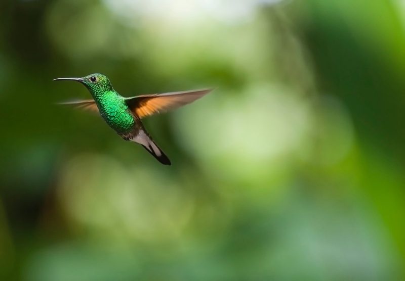 Using Negative Space in Nature Photography