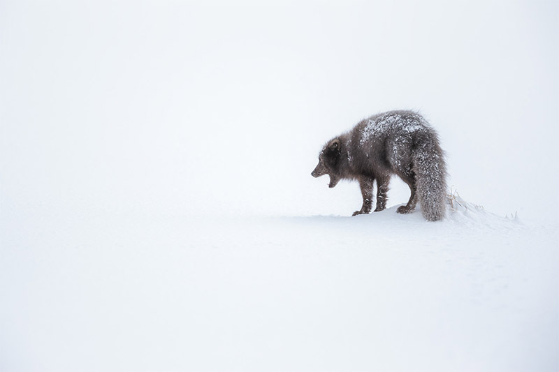 Interview with Polar Photographer Joshua Holko