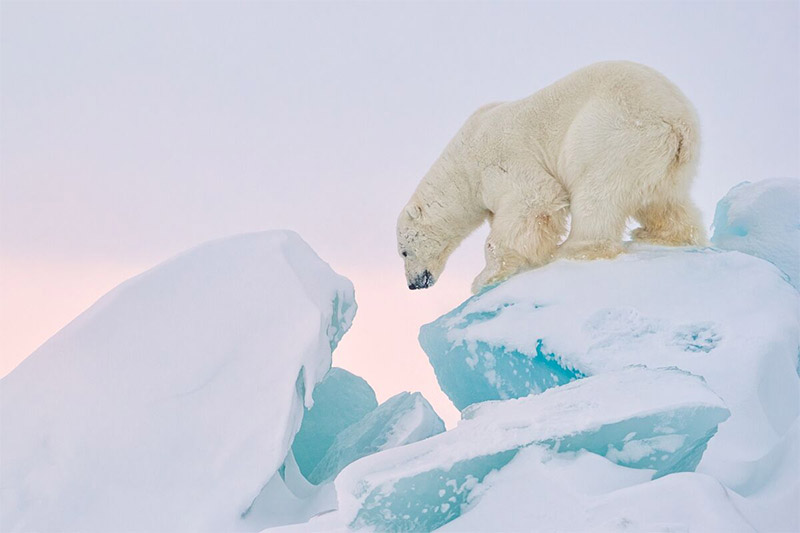 Interview with Polar Photographer Joshua Holko