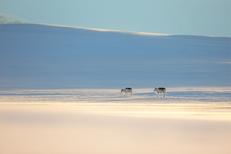 Interview with Polar Photographer Joshua Holko