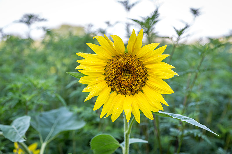 Photographing Sunflowers at McKee-Beshers Wildlife Management Area