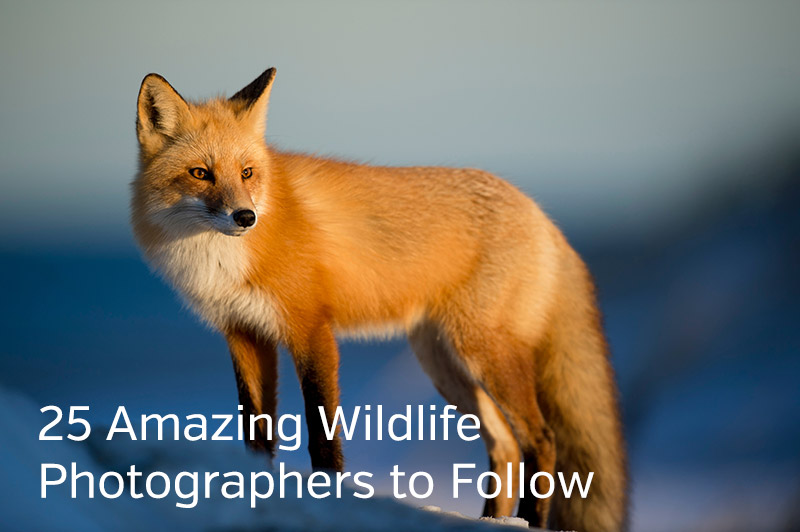 Wildlife Photographers to Follow