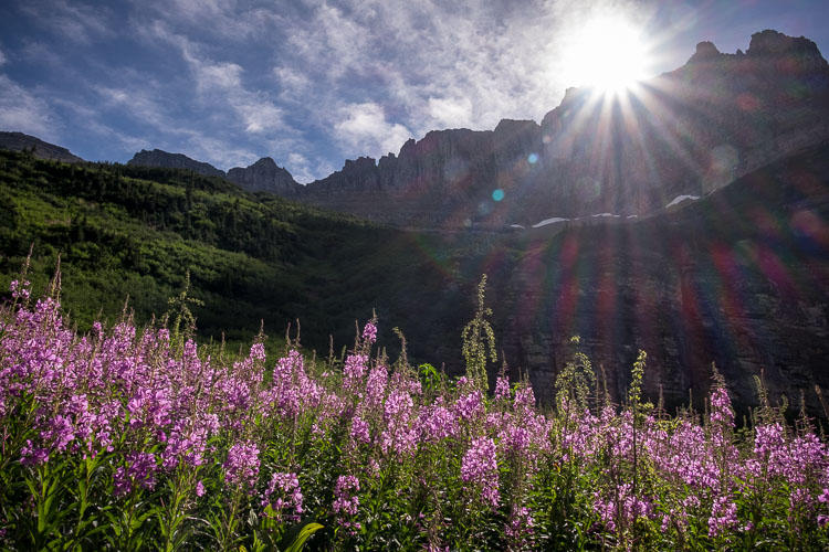 Sun flare and purple flowers and spring photography