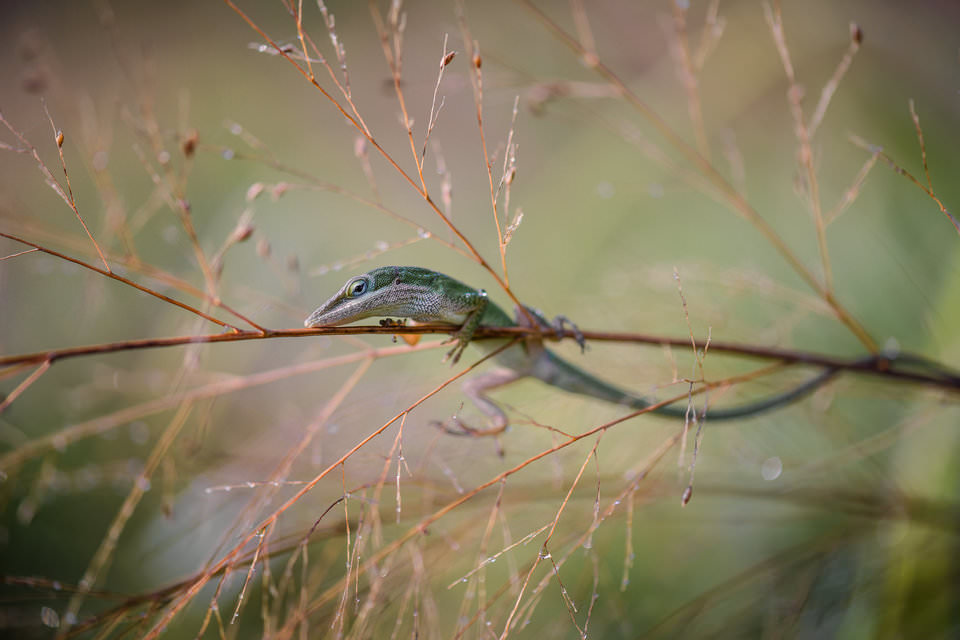 Camera settings for macro photography under natural light