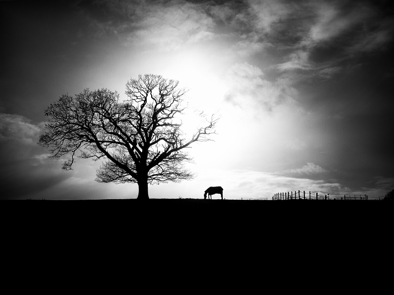 Black and White Landscapes