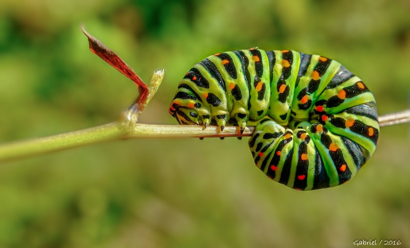 Capturing Macros in Nature