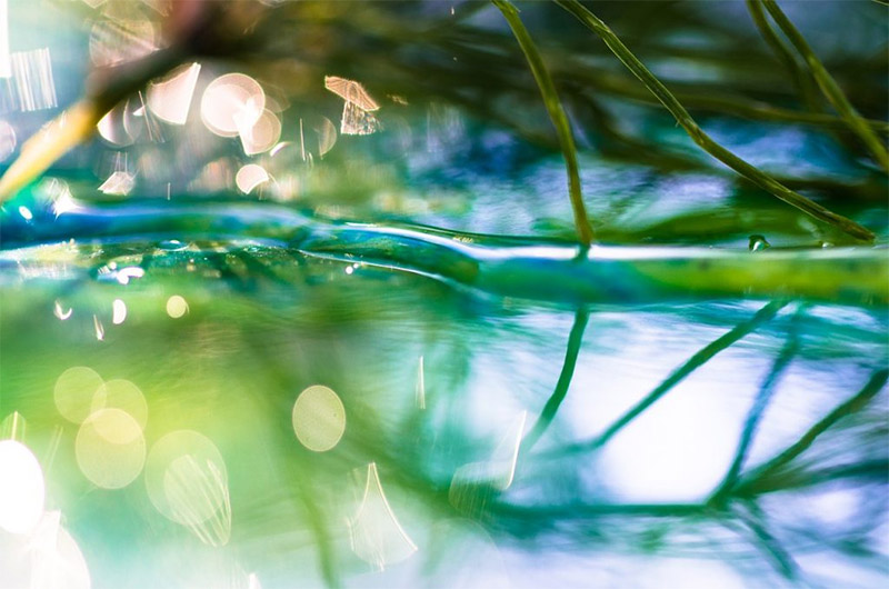 How to Create Amazing Abstract Nature Photos