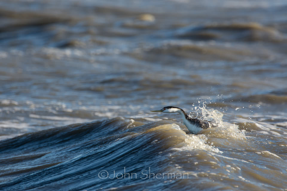 Verm-grebe-in-surf-Salton-Sea-726069-4