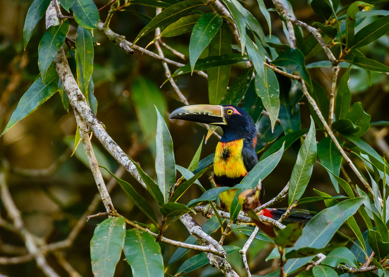 Collared Aracari [Pteroglossus torquatus]; Santa Fe, Panama