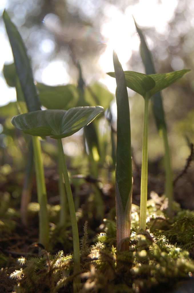 Tips for Generating Beautiful Bokeh