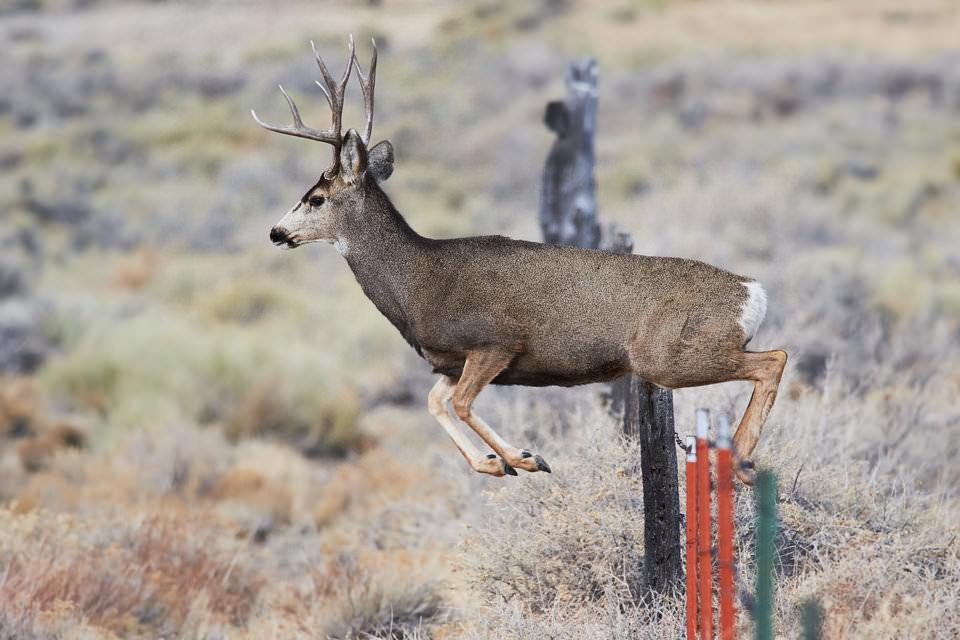 Deer at 1:1000 second