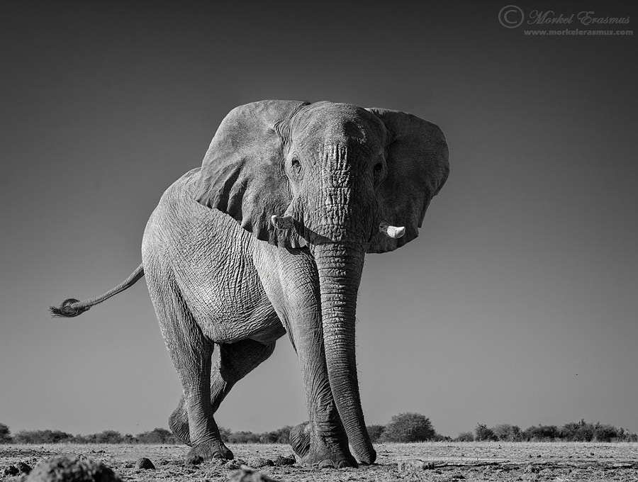 Facing the Giant by Morkel Erasmus on 500px.com