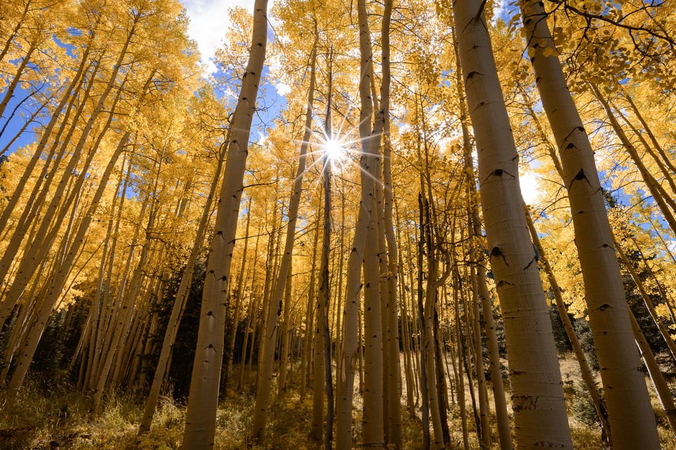 ISO Invariance Aspens