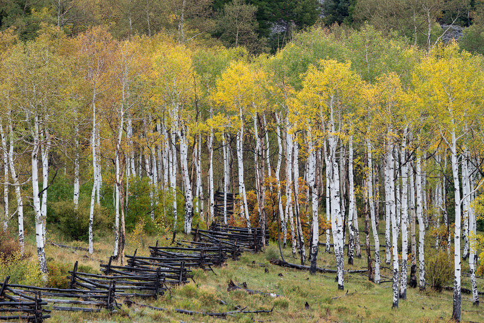 Fence and Fall Colors