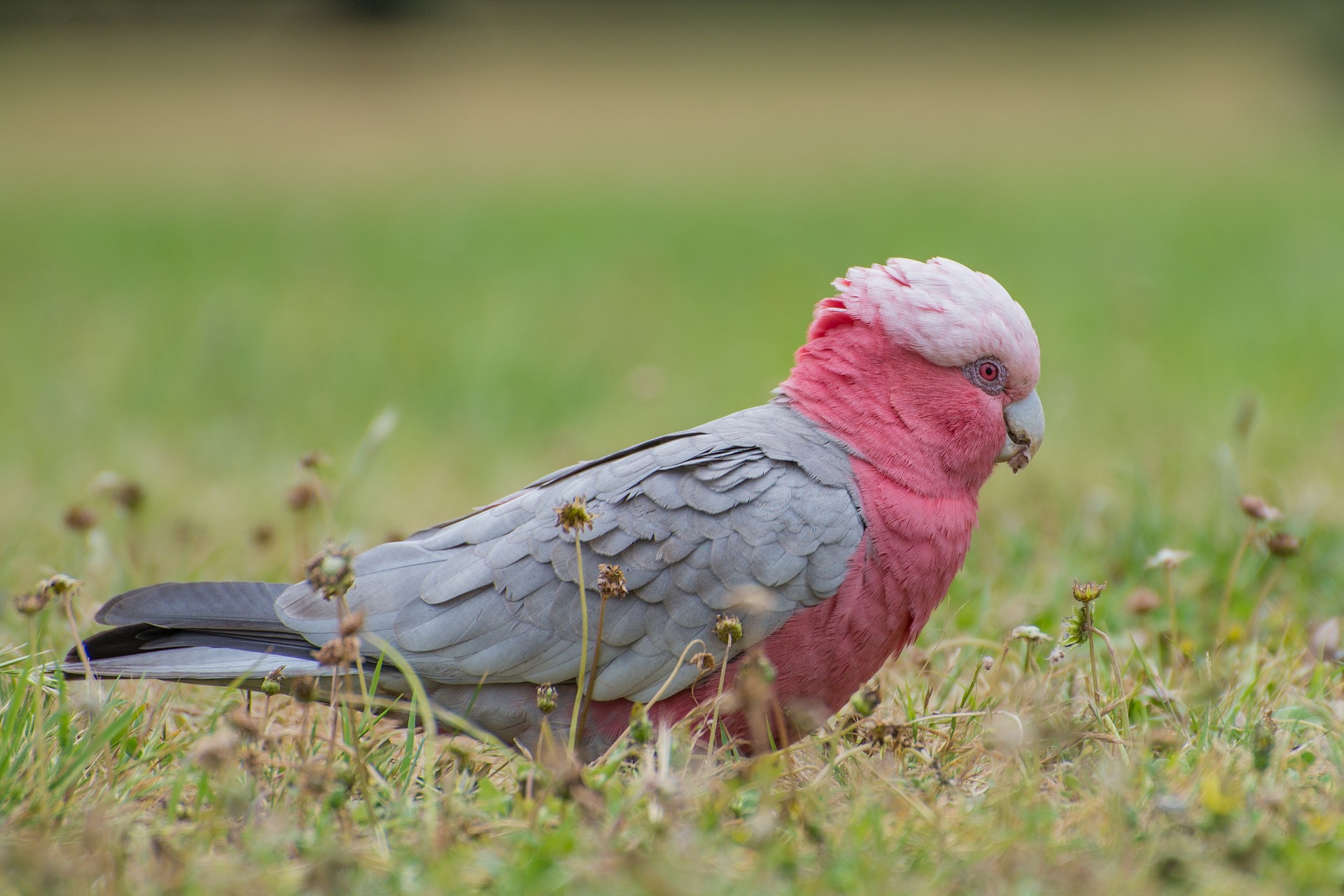 6 Steps To Photographing Birds Successfully