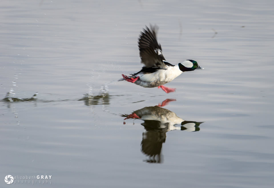 Bufflehead Takeoff