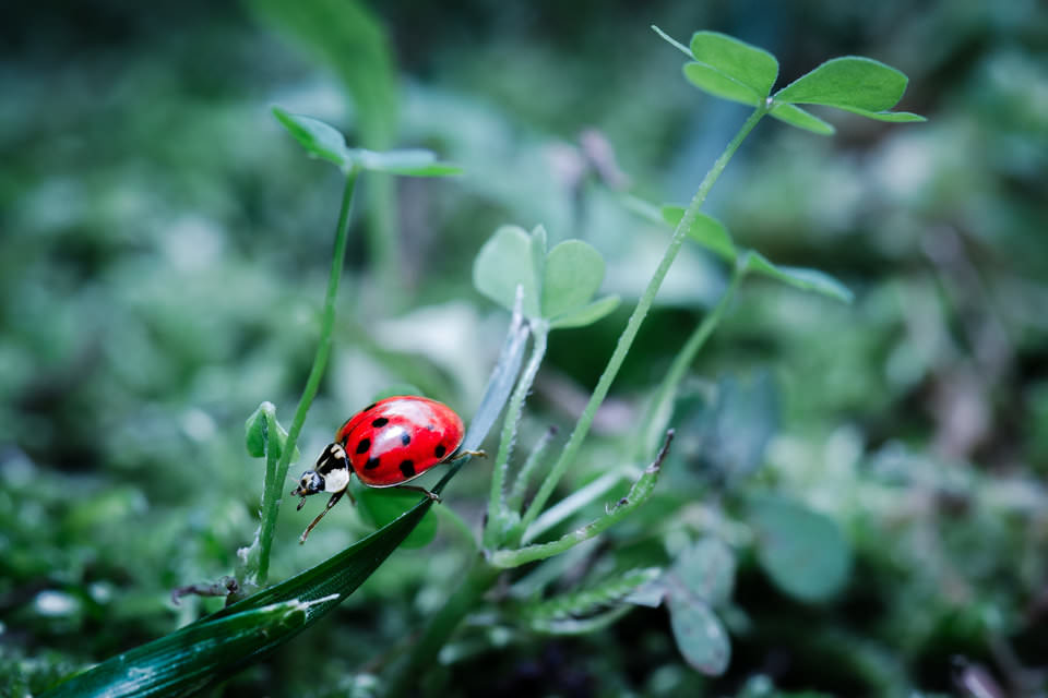 Example of difficult focusing in macro photography