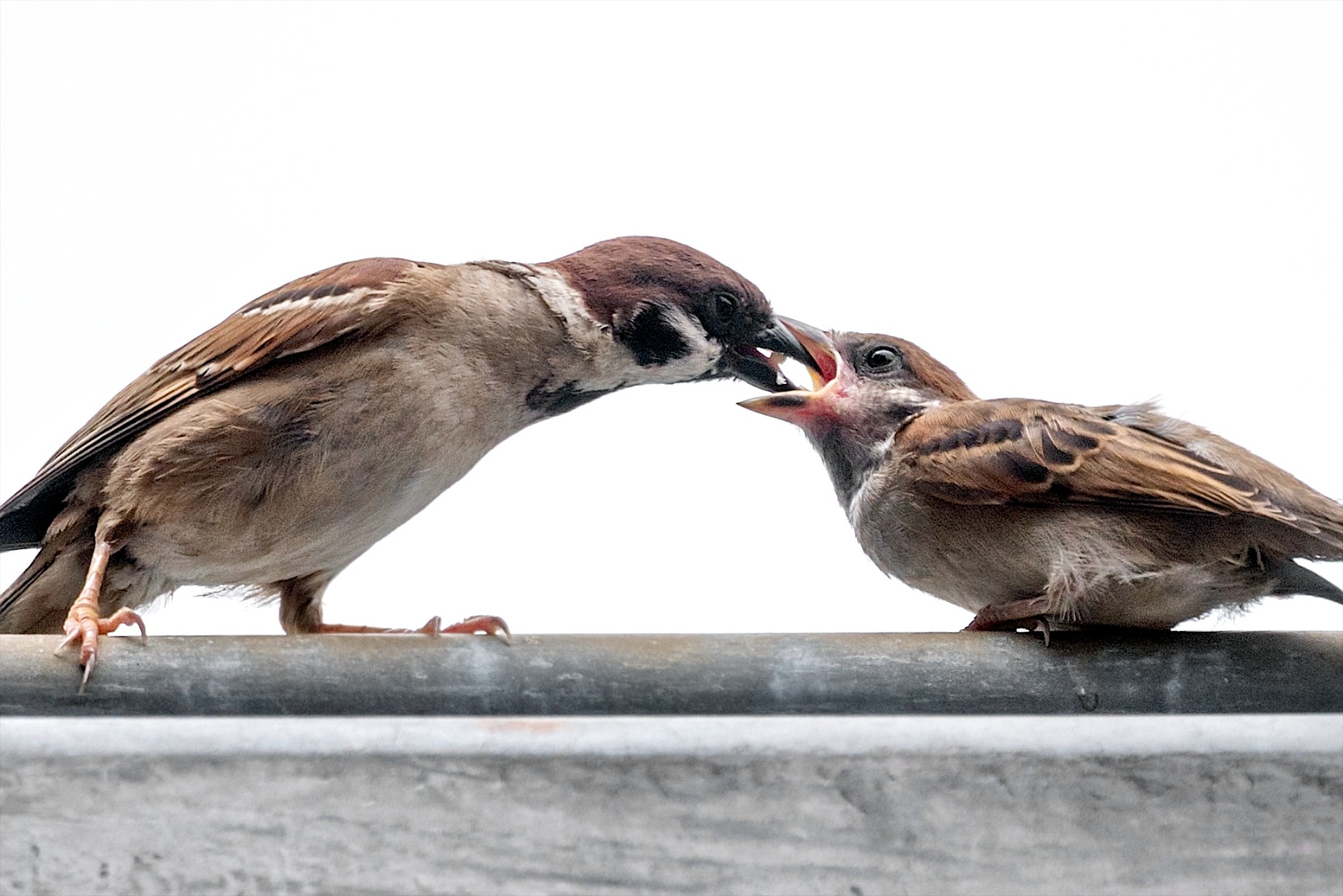 6 Steps To Photographing Birds Successfully